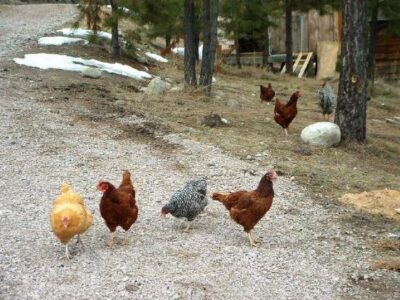 Living Off Grid – Free Range Chickens? Image